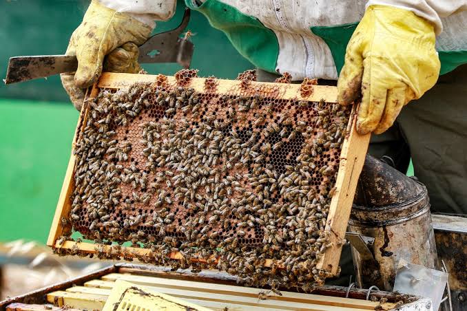 Apiculture: a lucrative business for Lango to eradicate household poverty
